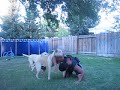 killer dogs