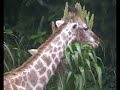 Zoológico promove votação para escolher nome das girafinhas