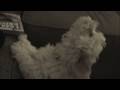 videos de Buster, the Maltipoo Extraordinaire