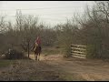 Spaghetti Western.Horse For Sale! Cantering video.See others