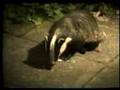Badger