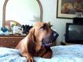Bloodhound video
