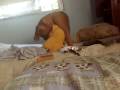 videos de Fieri (mascota Mia Boxer)