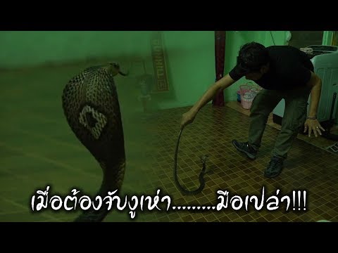 เมื่อต้องจับงูมือเปล่าที่เบตง