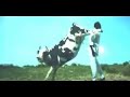 cow cow
