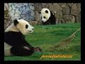 Panda Twin Cub