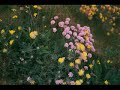The wild flowers