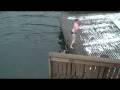 videos de Ice swimming in finland