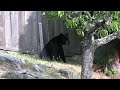 Bear 001