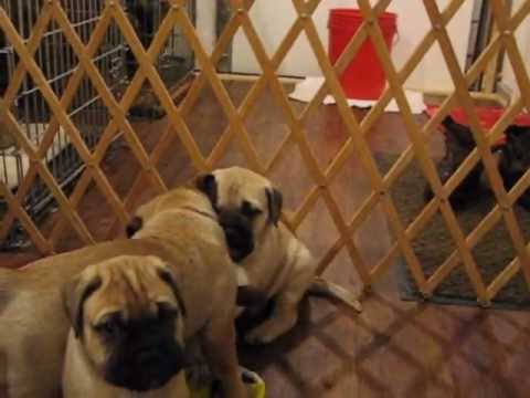 bullmastiff