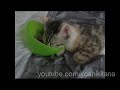 Must See!!snoring Kitten Sleeps With Her Head In The Food Bowl
