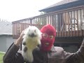 Saving Mr.Cuddles the cat from DANGER Кот ушёл ахуй походка