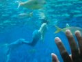 Manila Ocean Park - Sightings of Dancing Mermaids - For Real?
