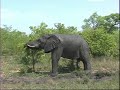 African Bull Elephant after a Mud Bath