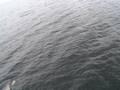 dolphins from the bow of the tug
