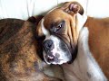 Snoring Boxer