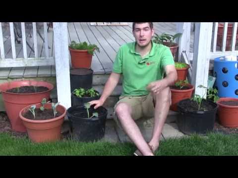 video-linktoworks-How to Grow Cabbage in Containers - Complete Growing...