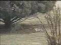 Rattlesnake vs. Bunny