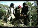 Hunting in Argentina, red deers, wild boars & more