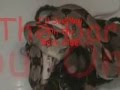 Red-Tail-Boa-Drowns-