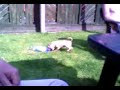 Shar Pei Pups3