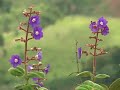 Esse vídeo revela algumas das muitas espécies de orquídeas raras e muitas espécies novas que existem na Serra do Pitengo localizada entre Nova Belém e Itabirinha, leste de Minas Gerais. Essa matéria foi feita pela equipe de jornalismo da TV Univale juntamente com o orquidólogo Reginaldo de Vasconcelos Leitão de Governador Valadares.