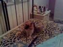 phoebe and sandy persian cat kitten mice play on the bed phoebe and sandy persian cat kitten mice play on the bed