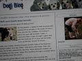 Poodle Blog talks Pit Bull