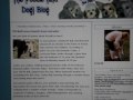 Poodle Blog talks Pit Bull