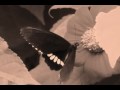 nature clip