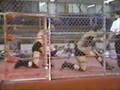 DEWEY MISSING LINK ROBERTSON vs. BULLWHIP DANNY JOHNSON