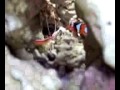 Oceanic Biocube part 2