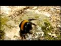 Le stress du bourdon - Bourdon terrestre (Bombus terrestris) ou