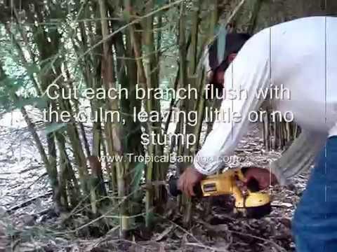 how to fertilize clumping bamboo