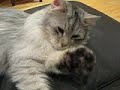Siberian Cat Purring