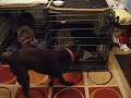 silver labrador opens cage