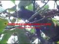 The Luwak (Civet) looking for coffee beans