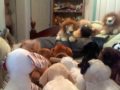 Webkinz Pack Blooper Reel 2
