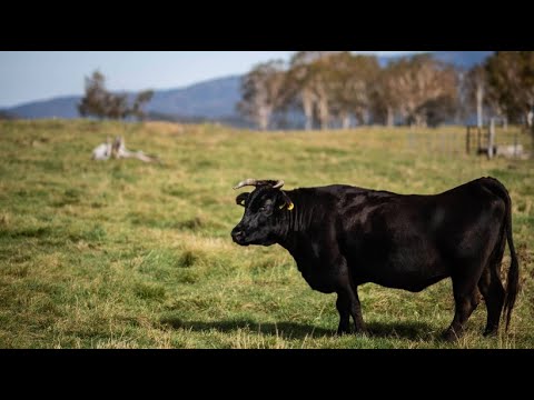 Luxusrinder: Japanische Schwarzrinder als Exportschlage ...