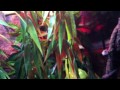 Click here to watch this video green tree python hunting