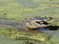 Alligator Eats Turtle (Wow!)