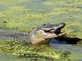 videos de Alligator Eats Turtle (Wow!)