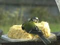 Recettes pour oiseaux de la nature
