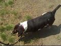 Rosie 5812546 Humane Society Colorado Adopt