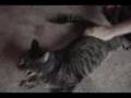 Spank the Kitty