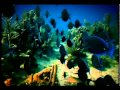 Discovery Cove Attractions