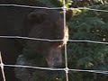 grizzly bear.AVI