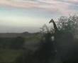 giraffes at kruger