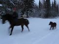 Mukluk the Mini Horse Plays Tag a Long