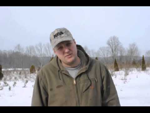 how to fertilize thuja green giants